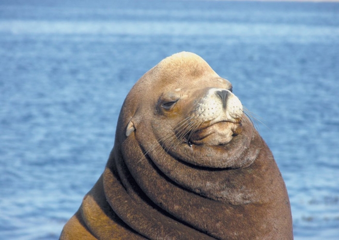 Is It “Sea Lions Or Sea Bears” You Have to Decide 8 Sealion_032912