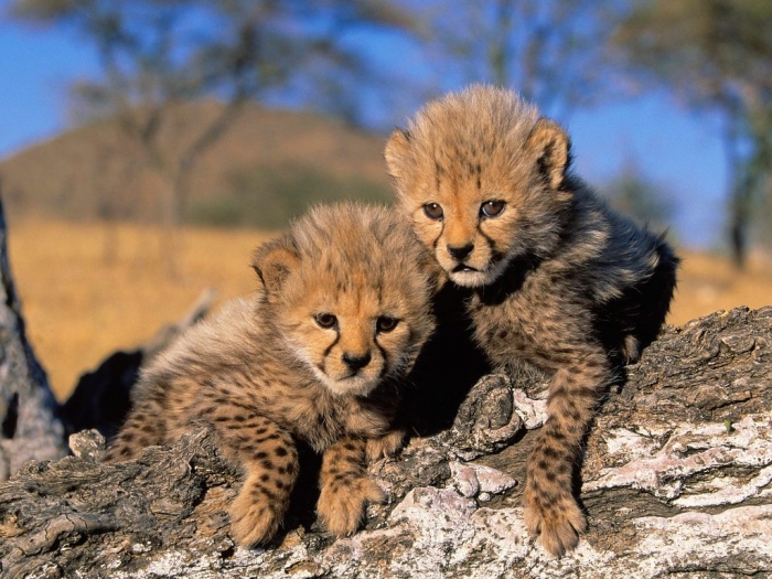 Is Cheetah Going to Be Extinct & Disappear from Our Life? 7 Tigers-cheetah-cubs-Picture