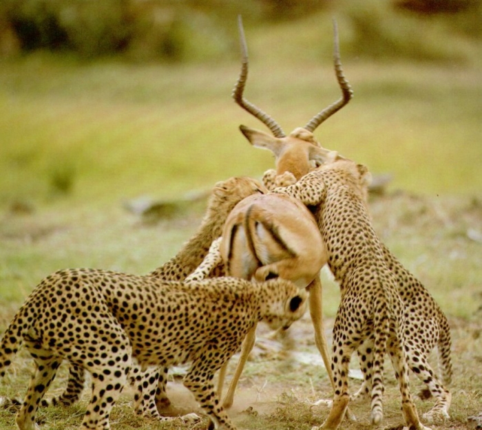 Is Cheetah Going to Be Extinct & Disappear from Our Life? 18 WC-Hunt.cheetahs1