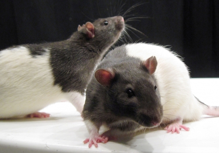 WT_and_TK_rat_photo Why Are the White Rats Extremely Important?