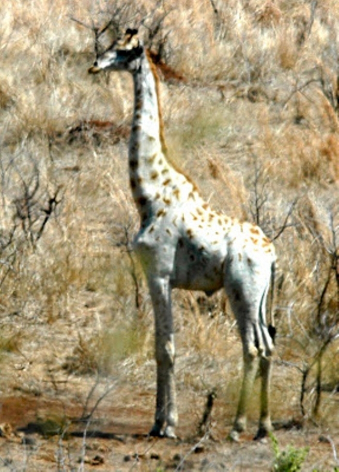 White+Giraffe