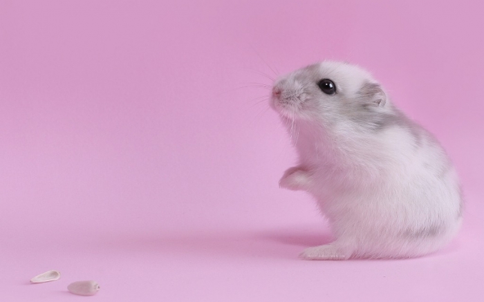 White-Mouse-Animal-Wallpaper-Picture-814