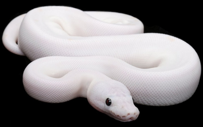 White-Snake-Animals-Pictures Is the White Snake Just a Legend?