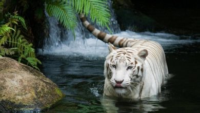 Why Are These Rare & Weird Tigers White? 24 White Tiger HD Wallpaper Why Are These Rare & Weird Tigers White? - 8