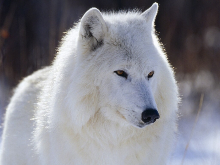 White-Wolf-wolves-4964030-1024-768 Serious Facts You Must Know about the White Snow Wolf