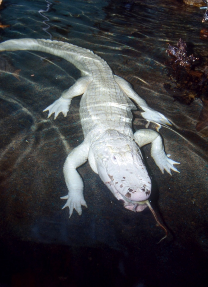White american alligator copy