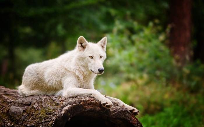 White-wolf. Serious Facts You Must Know about the White Snow Wolf