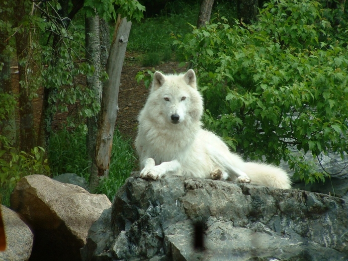 WhiteWolf Serious Facts You Must Know about the White Snow Wolf