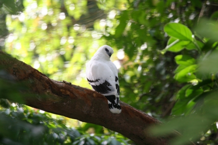White_Hawk_2_2495417957