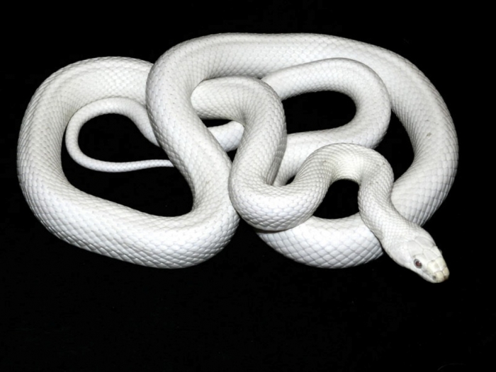 White_Texas_Ratsnake Is the White Snake Just a Legend?