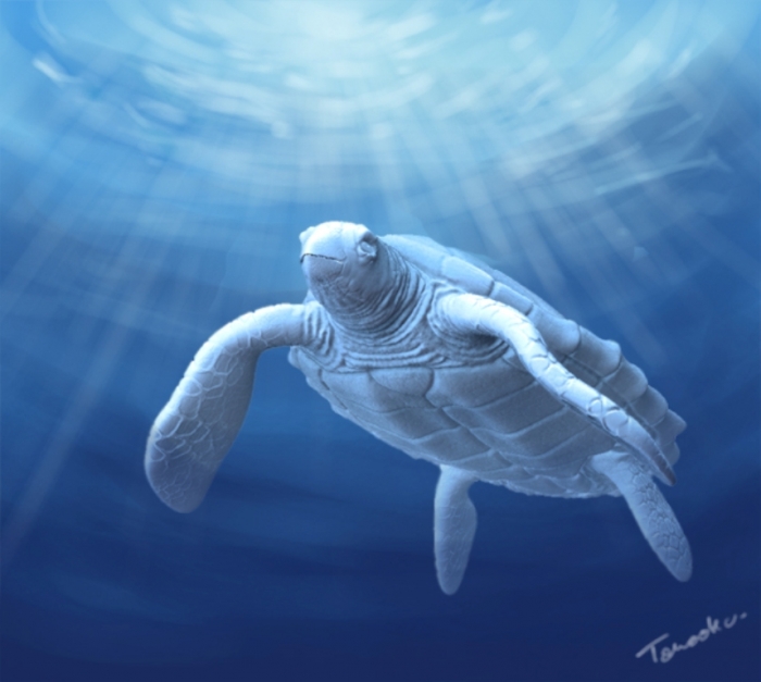 White_Turtle_by_Paniti Do the White Turtles Really Exist on Earth?