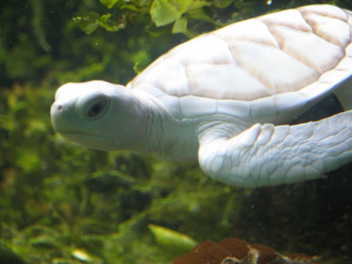 White_Turtle_by_afira Do the White Turtles Really Exist on Earth?