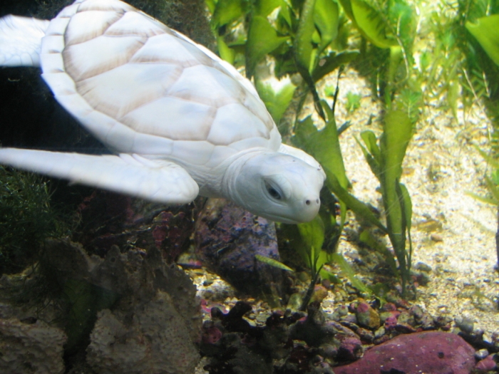 White_Turtle_v2_by_afira