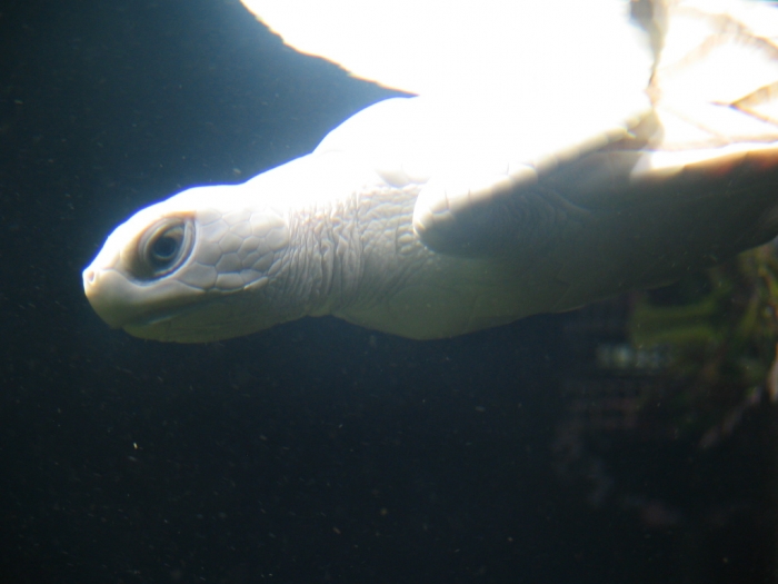 White_Turtle_v3_by_afira Do the White Turtles Really Exist on Earth?