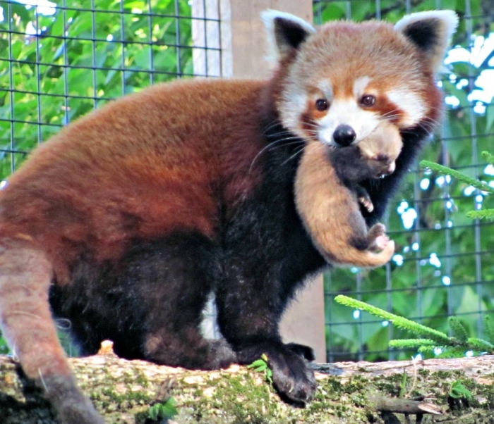 Xiao-red-panda-carrying-day-old-cub-Fort-Wayne-Childrens-Zoo-6-4-13