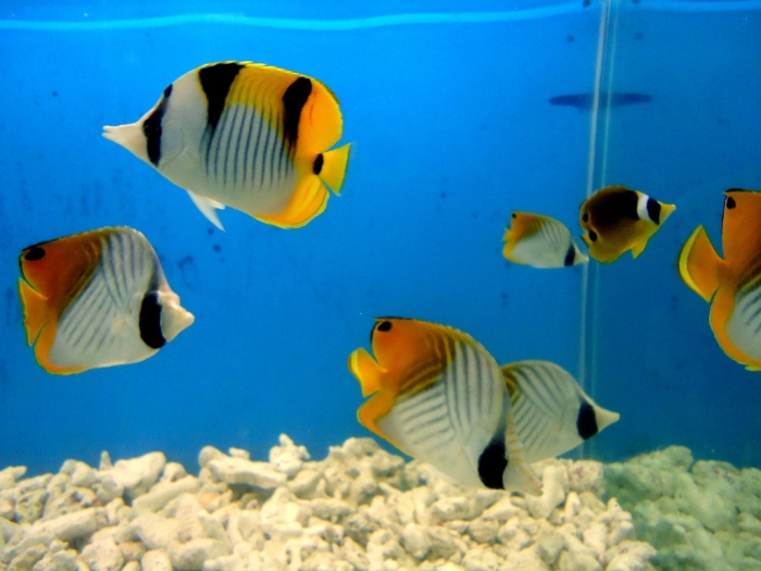 Yellow_Aquarium_Fish
