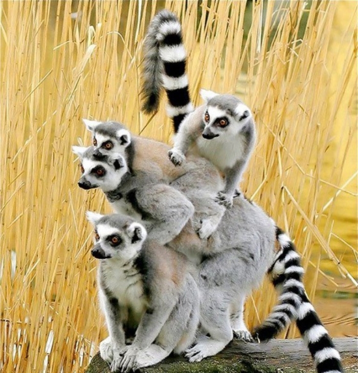 a.aaa-lemurs-lemurs