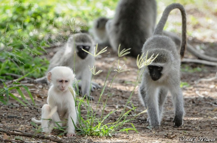 albino-baby-monkey