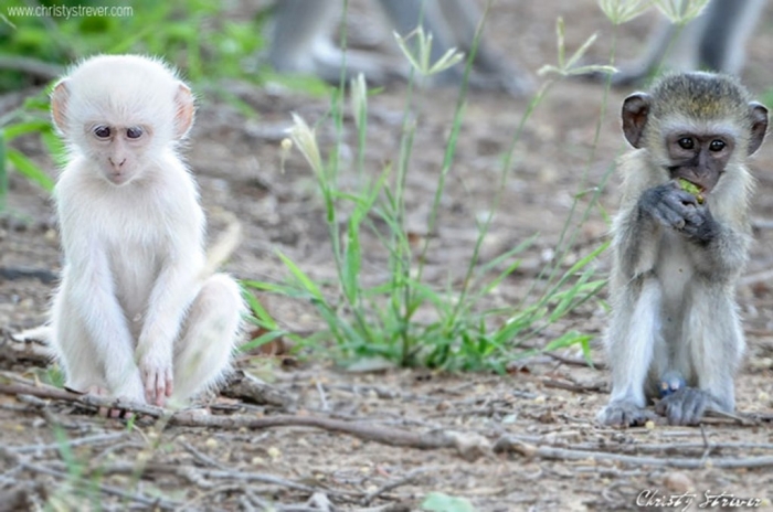 albino-baby-monkeys