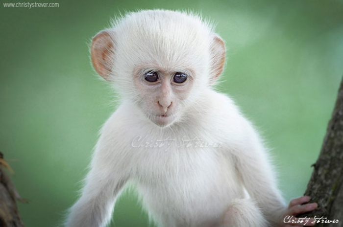 The Only White Monkey in the Whole World | Pouted.com