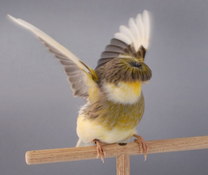 “ Canary” The Bird of Kings, Rich People & Miners 21 all-about-the-canary-5304d5a6a98e9