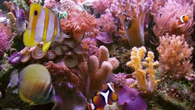 amazing coral reefs 1 What Is the Importance of the Magnificent Coral Reefs? - 8 the biggest waves