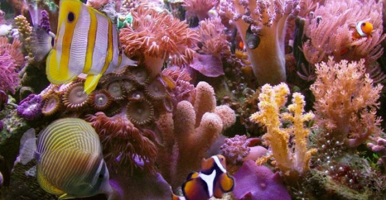 amazing coral reefs 1 What Is the Importance of the Magnificent Coral Reefs? - reefs 1