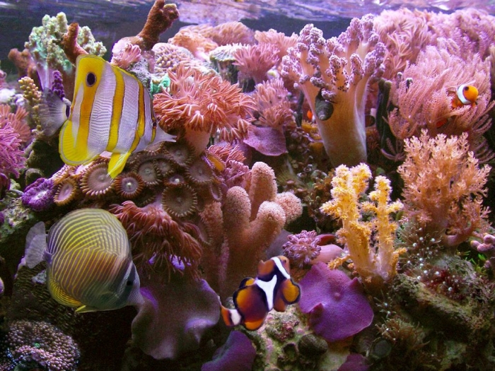 amazing-coral-reefs-1