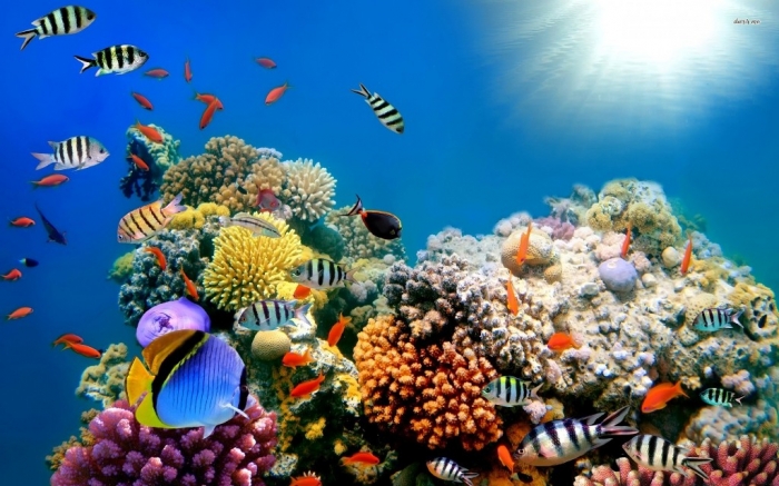 amazing-coral-reefs-6 What Is the Importance of the Magnificent Coral Reefs?