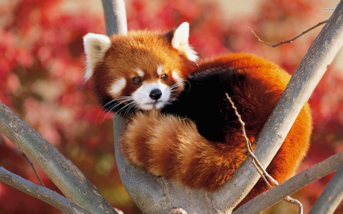 animal-wallpapers-red-panda-hd-wallpaper-wallpaper-325094 Is the Red Panda a Cat, Bear or Raccoon?