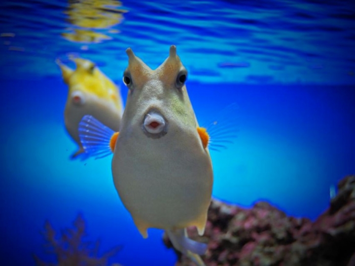 What Are the Kinds of Fish You Can Put in Your Fish Tank? 7 aquarium-fish-3