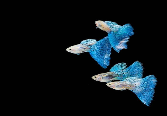 What Are the Kinds of Fish You Can Put in Your Fish Tank? 20 aquarium-fish-species-guppy