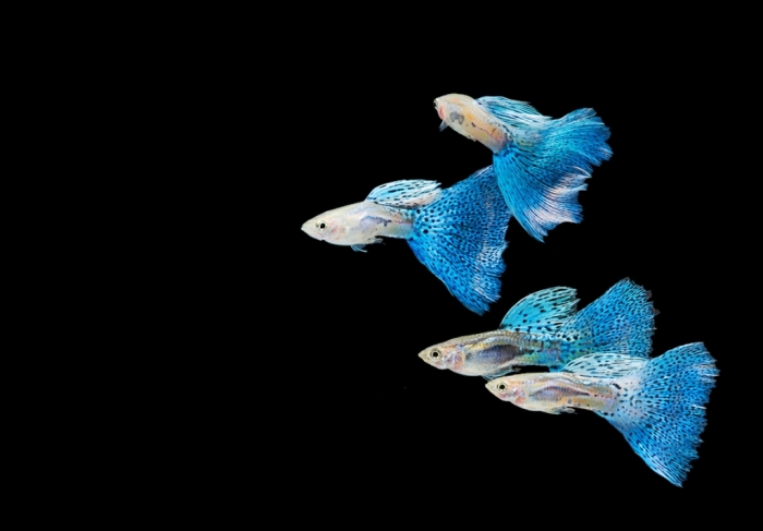 aquarium-fish-species-guppy