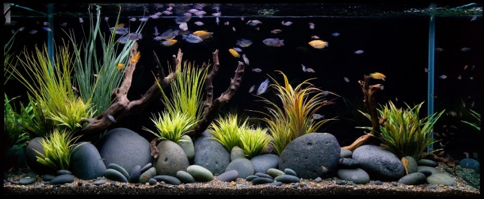 aquarium-maintenance-qlook How to Decorate Your Boring Fish Tank