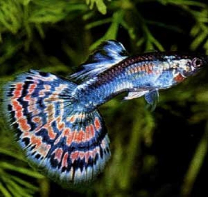 What Are The Kinds Of Fish You Can Put In Your Fish Tank?