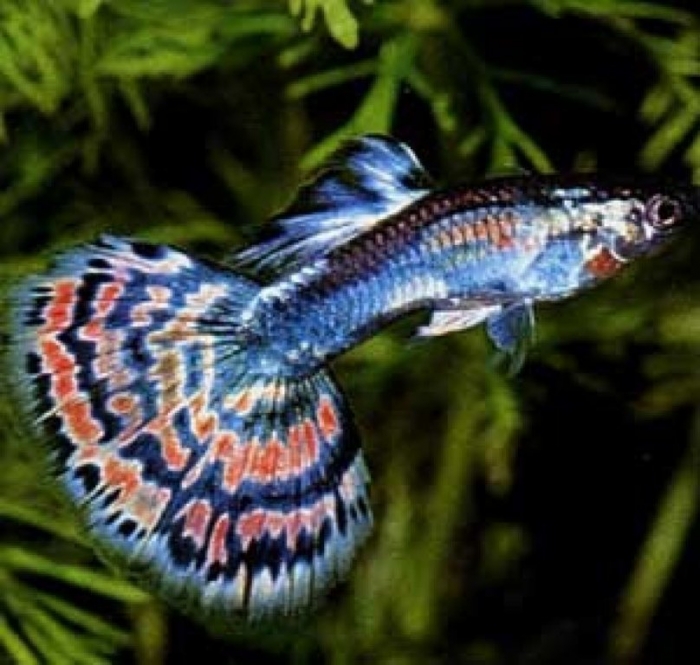 aquarium-tropical-fishes
