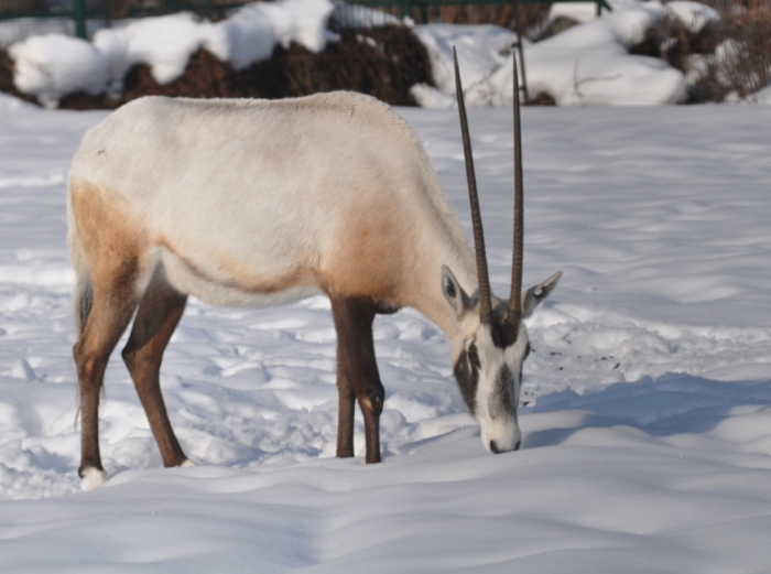 arabian-oryx-105-kru