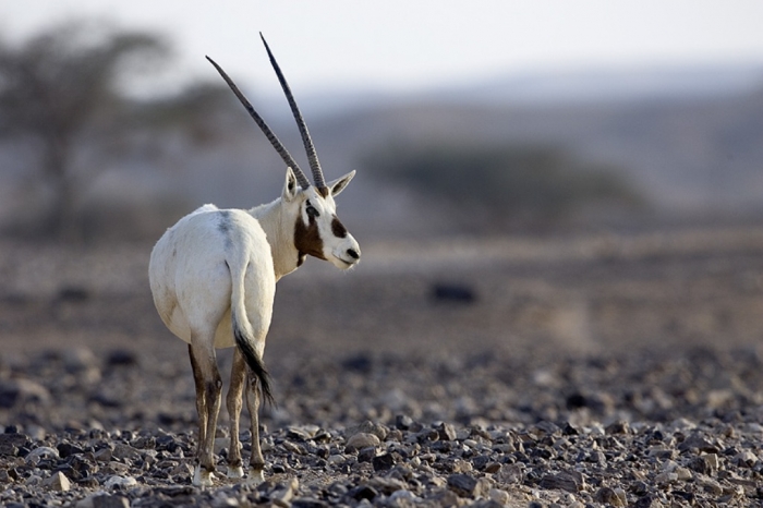 arabian_oryx The Arabian Oryx Returns Back to Life