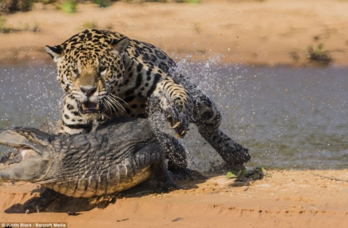 Is Cheetah Going to Be Extinct & Disappear from Our Life? 19 article-2412146-1BA20EE2000005DC-112_964x634