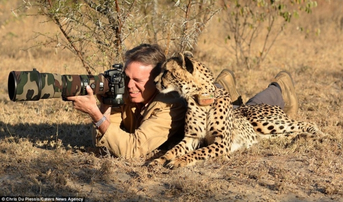 Is Cheetah Going to Be Extinct & Disappear from Our Life? 12 article-2538529-1A9F3D0500000578-47_964x571