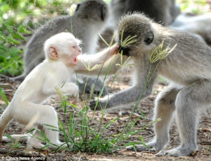 article-2589986-1C92DDD200000578-449_634x4861 The Only White Monkey in the Whole World