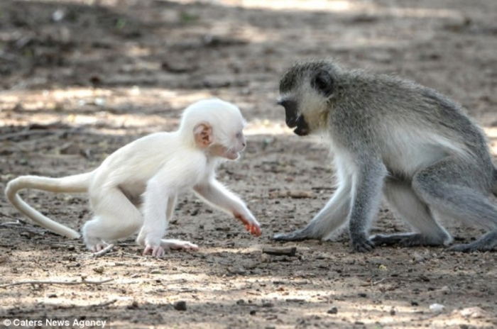 article-2589986-1C92DFA100000578-761_634x4211 The Only White Monkey in the Whole World