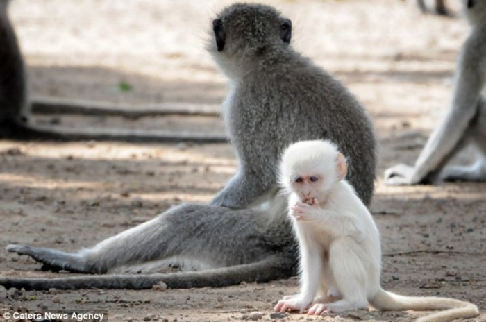 article-2589986-1C92DFCA00000578-822_634x4211 The Only White Monkey in the Whole World