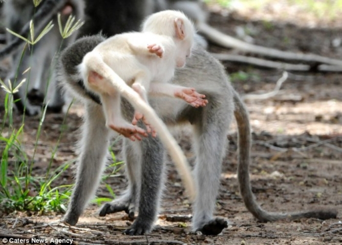 article-2589986-1C92E03100000578-76_634x4551 The Only White Monkey in the Whole World