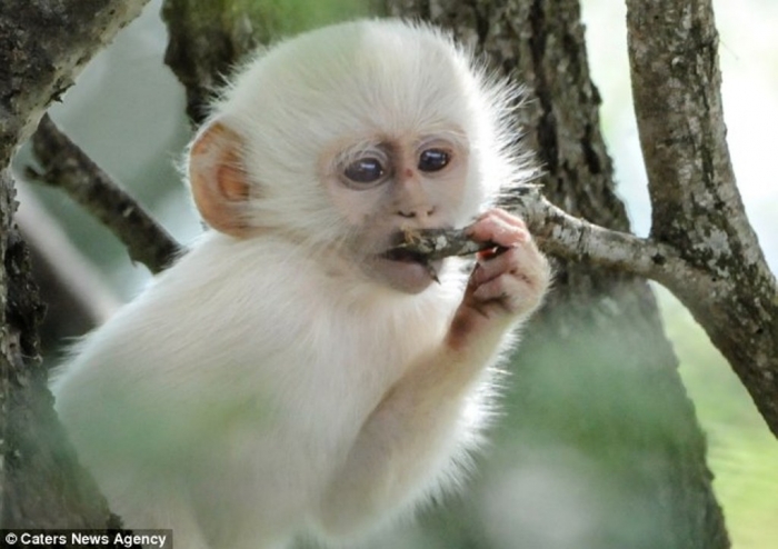 article-2589986-1C92E11F00000578-491_634x4481 The Only White Monkey in the Whole World