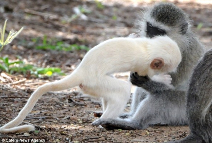 article-2589986-1C92E23B00000578-775_634x4281 The Only White Monkey in the Whole World