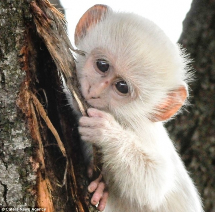 article-2589986-1C92E23F00000578-914_634x6261 The Only White Monkey in the Whole World