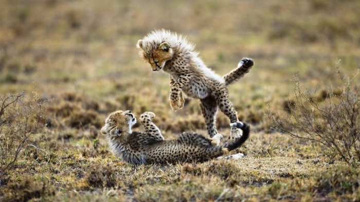 Is Cheetah Going to Be Extinct & Disappear from Our Life? 6 baby-cheetah-wallpaper