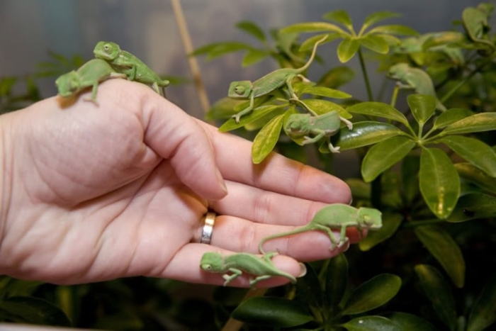 baby-veiled-chameleons-on-hand3 How Can the Chameleon Change Its Color?