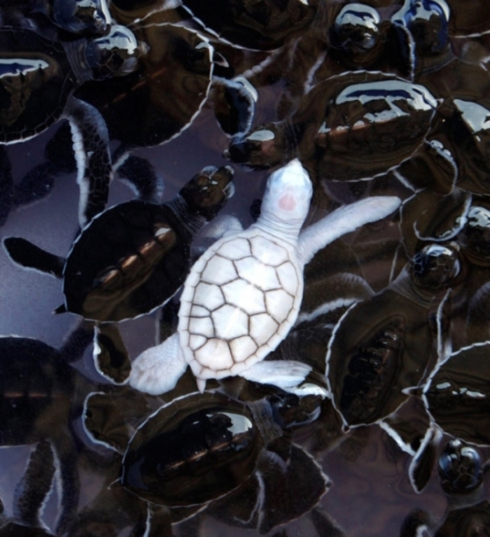 baby-white-turtle Do the White Turtles Really Exist on Earth?